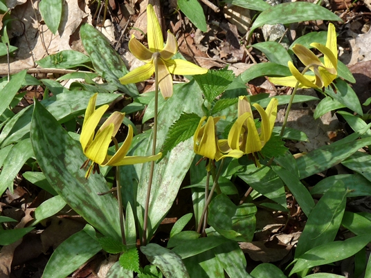 {Erythronium americanum ssp. harperi}